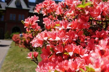 Beautiful blooms line the pathways