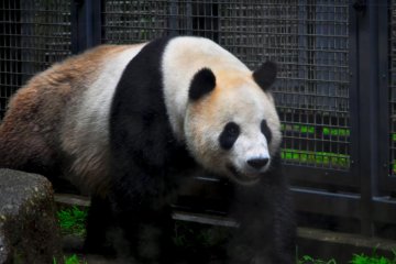Pandas are most people's favourites. This one seemed a bit disinterested, maybe it was the rain.