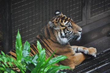 The lonesome tiger watching the rain fall.