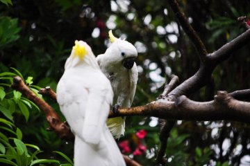 These cockatoos were the liveliest of all the creatures in the zoo.
