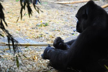 Baby gorilla and it's mom.