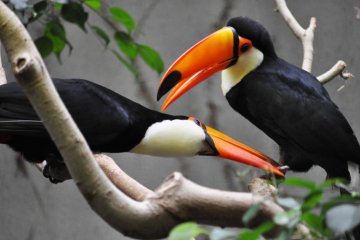 I love the colour of these tucans. They were also very lively.