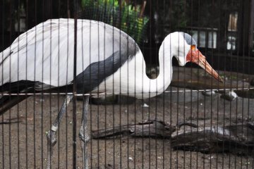 It was nice to see a crane in Japan given the prominence of cranes in traditional Japanese Art.