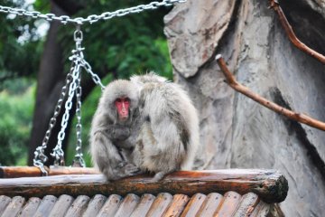 Japanese Macaques cuddling in the rain.