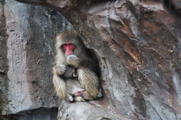 Japanese Macaque hiding underneath some shelter.