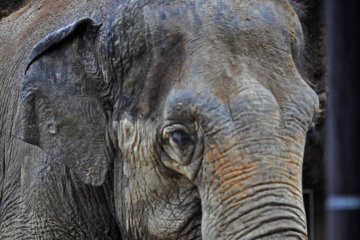 What a beautiful and wise-looking creature. There were both African and Asian elephants at the zoo.