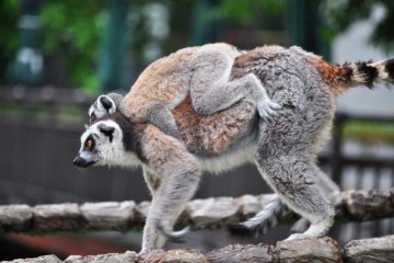 Two of the lemurs had babies they were carrying around on their backs.
