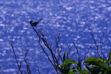 Perched on a twig while bathing in the sun