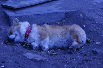 That is one smart dog