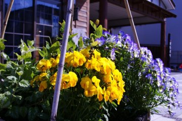 Flower pots line the historic streets