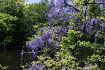 Une magnifique glycine