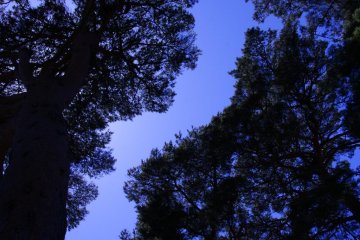 Looking up through the trees that surround the building