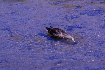 Local fauna searches for lunch