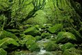 Yakushima