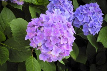 <p>Darker colored ajisai</p>