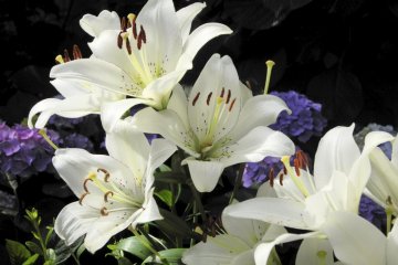 <p>Ajisai&nbsp;are not the only flowers</p>