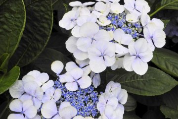 <p>White ajisai</p>