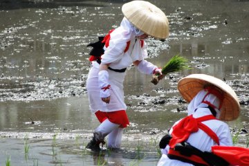 Une femme plante du riz dans la rizière du sanctuaire Sumiyoshi