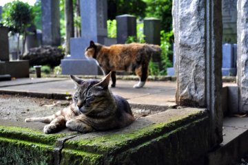 The Cats of Yanaka