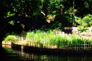 Flowers in the middle of the water