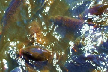 The monstrous (and apparently starving) carp