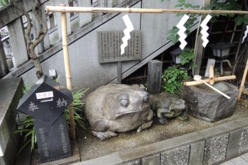 Frog popular among kids and locals