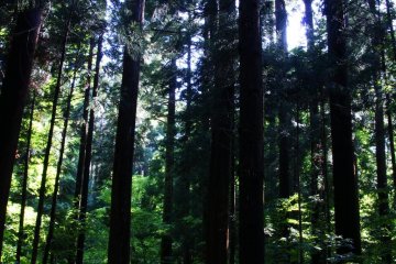 Forest walk to the zoo