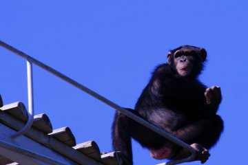 Checking out the view at the zoo