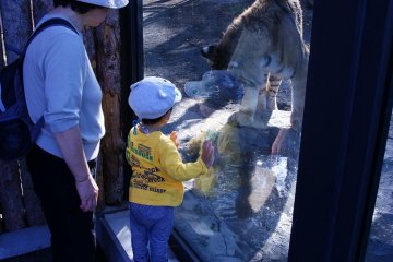The little ones love the big cats