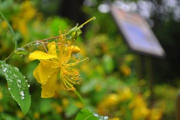 The floral display is quite exceptional in Shinjuku-Chuo Park.