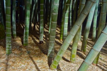 Beautiful shadows dance among the trees in the green bamboo grove