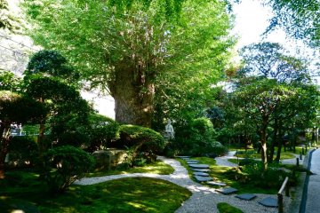Beautiful moss garden with well-trimmed trees