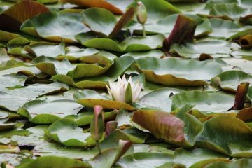 Hasu: water lillys