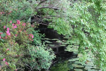 Through the trees