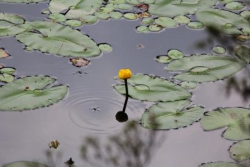 Floating heart