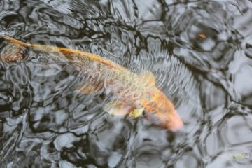Koi pond