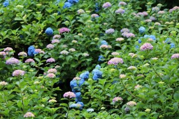 The colors of Ajisai