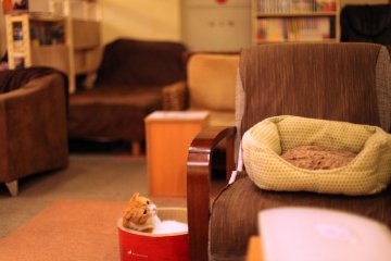 Drowsy cat checking out my jasmine tea—all drinks ¥350