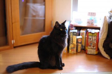 Regal looking cats don't come cheap; 30 minutes is ¥600