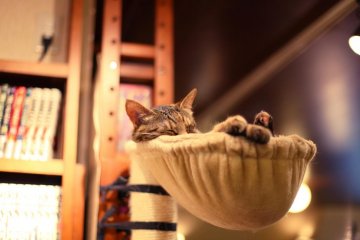 The soothing atmosphere in the shop is enough to make you sleepy