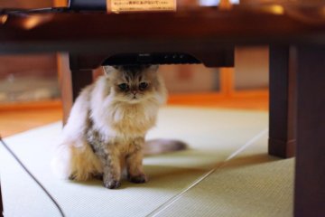 Acorn, sitting underneath the computers provided for customers