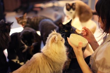 The best way to befried a cat is with the ¥300 cat snacks, available to 8 customers per day