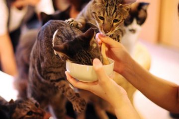 Cats fighting to get that last scrap of tuna