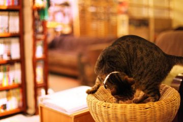 Settling into a lazy afternoon