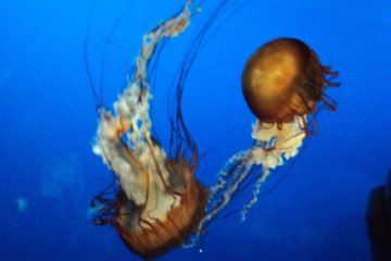 Jellyfish