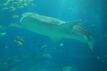 Whale shark