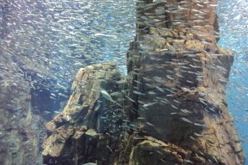 Fish