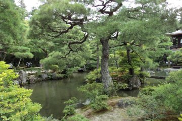 the garden