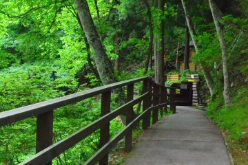 <p>Shady path to the old tunnel.</p>