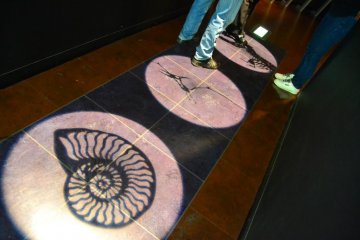 <p>Ancient fossils lamps that light your path to the diorama exhibition.</p>